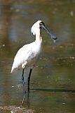 Royal Spoonbill